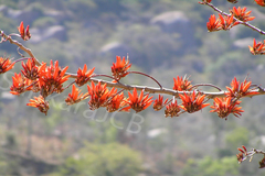 Erythrina stricta